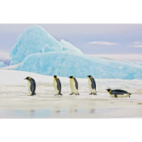 Картинка PENGUINS 120X80 PENGUINS120 Signal